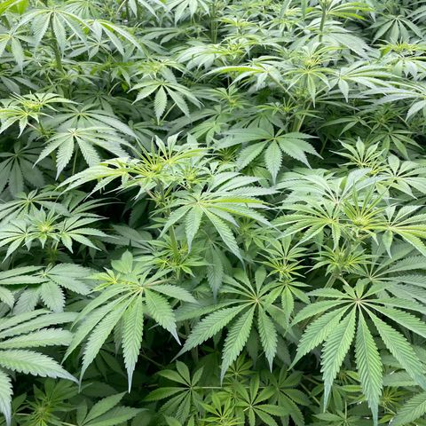 Lifter  growlog photo: Potassium group way greener than rest of the room but potassium group has purple stems as well none of the rest of the room has purple stems (sign of stress) will keep an eye on 