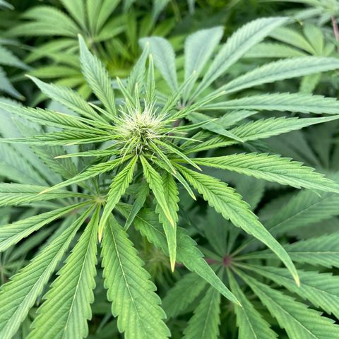 Lifter  growlog photo: Potassium group way greener than rest of the room but potassium group has purple stems as well none of the rest of the room has purple stems (sign of stress) will keep an eye on 