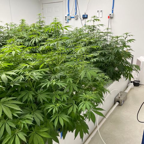 Lifter  growlog photo: Potassium group way greener than rest of the room but potassium group has purple stems as well none of the rest of the room has purple stems (sign of stress) will keep an eye on 
