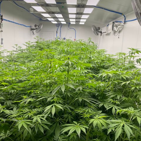 Lifter  growlog photo: Potassium group way greener than rest of the room but potassium group has purple stems as well none of the rest of the room has purple stems (sign of stress) will keep an eye on 