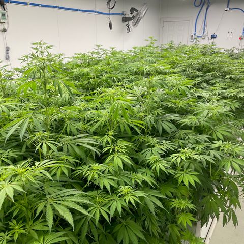 Lifter  growlog photo: Potassium group way greener than rest of the room but potassium group has purple stems as well none of the rest of the room has purple stems (sign of stress) will keep an eye on 