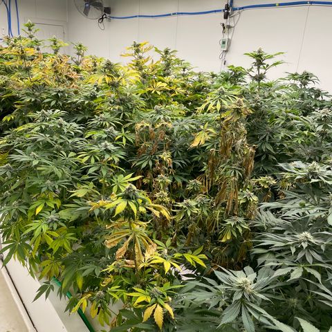 Cbg  growlog timeline photo