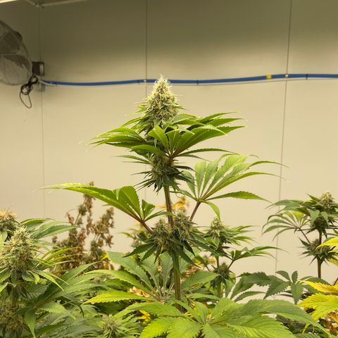 Cbg  growlog timeline photo
