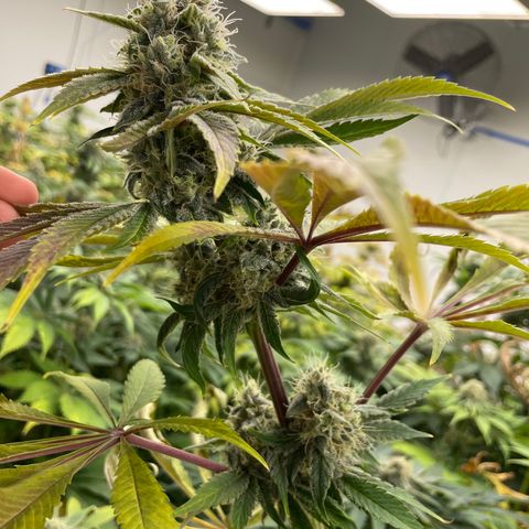 Cbg  growlog timeline photo
