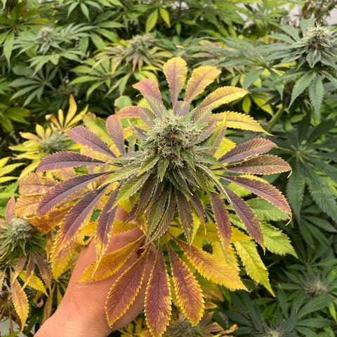 Cbg  growlog timeline photo