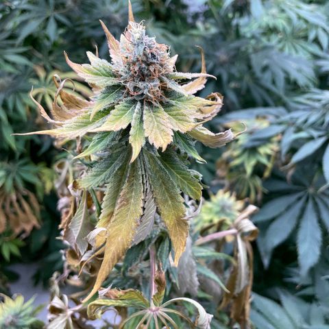 Cbg  growlog timeline photo