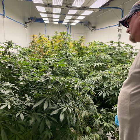 Cbg  growlog timeline photo