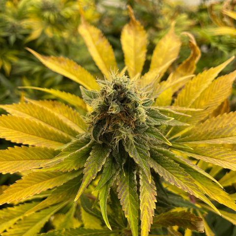 Cbg  growlog timeline photo