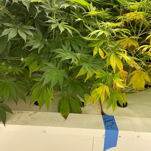 Lifter  growlog photo: Potassium spots and issues vs rest of room 