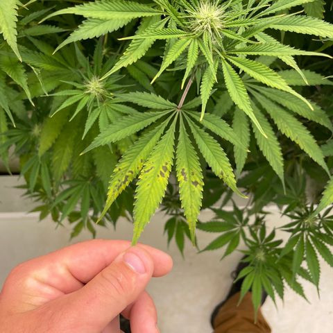 Lifter  growlog photo: Potassium spots and issues vs rest of room 