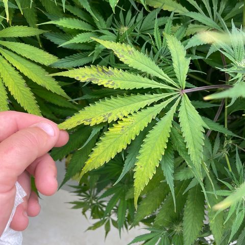 Lifter  growlog photo: Potassium spots and issues vs rest of room 