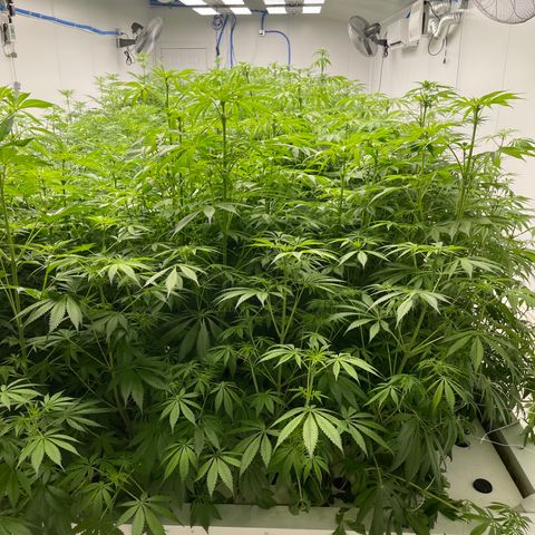 Lifter  growlog photo: Potassium vs control  hermits showing in the room 