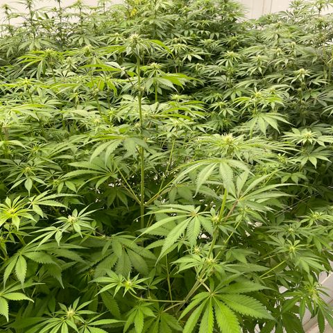 Lifter  growlog photo: Potassium vs control  hermits showing in the room 