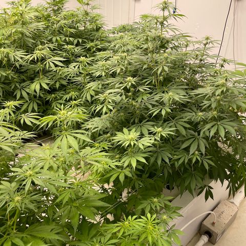 Lifter  growlog photo: Potassium vs control  hermits showing in the room 