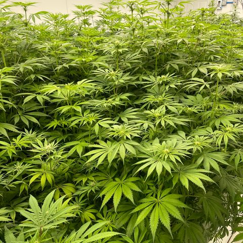 Lifter  growlog photo: Potassium vs control  hermits showing in the room 