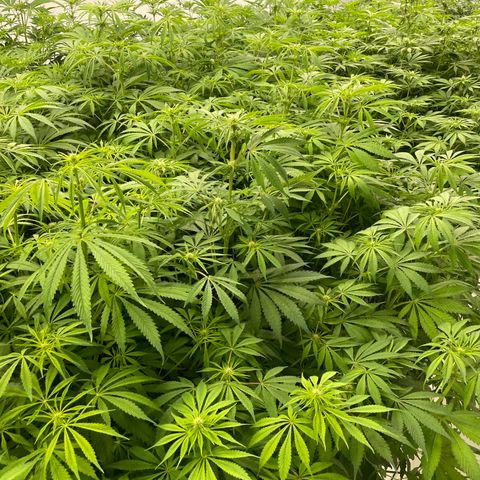 Lifter  growlog photo: Potassium vs control  hermits showing in the room 