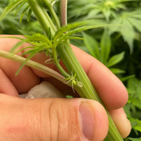 Lifter  growlog photo: Potassium vs control  hermits showing in the room 