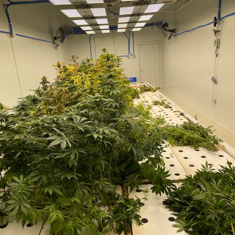 Cbg  growlog photo: Plants being harvested 