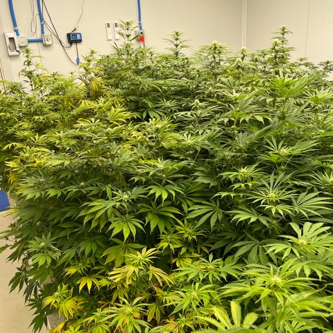 Lifter  growlog timeline photo