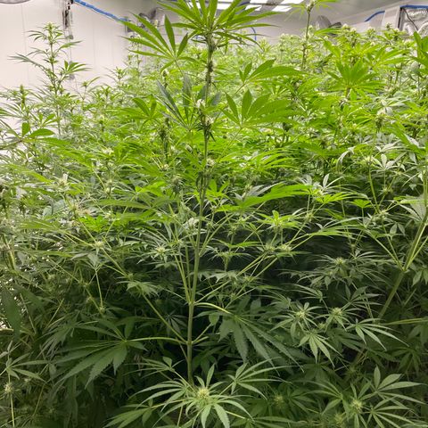 Lifter  growlog photo: Lots of yellow and leaves curling toward sky 