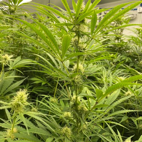 Lifter  growlog photo: Lots of yellow and leaves curling toward sky 