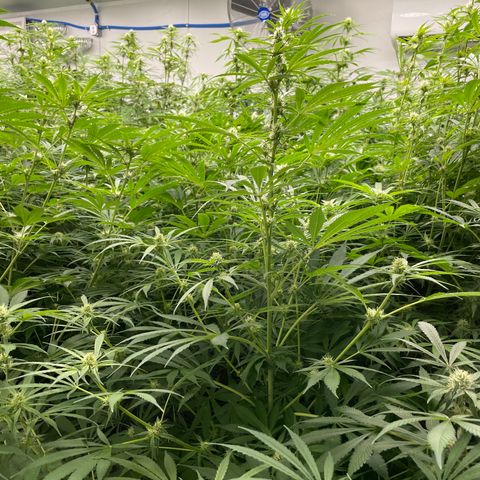 Lifter  growlog photo: Lots of yellow and leaves curling toward sky 