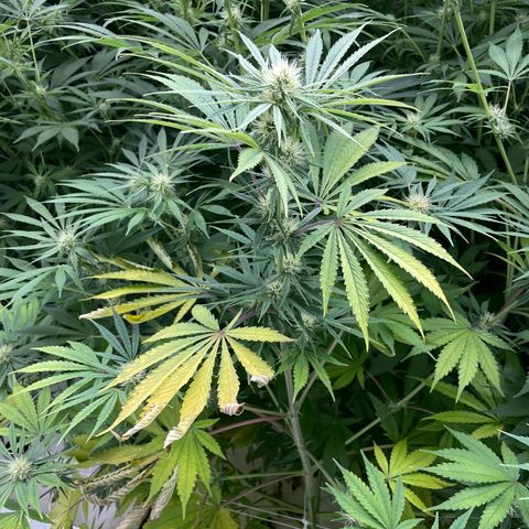 Lifter  growlog photo: Lots of yellow and leaves curling toward sky 