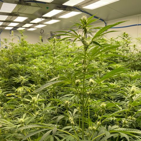 Lifter  growlog photo: Lots of yellow and leaves curling toward sky 
