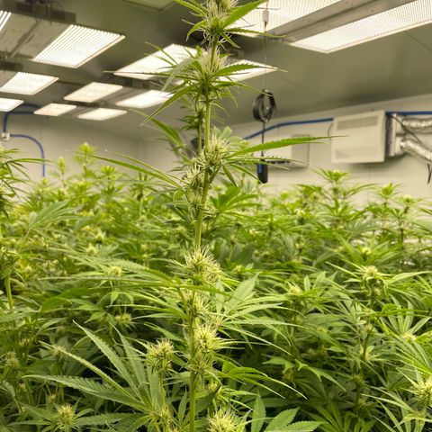 Lifter  growlog photo: Lots of yellow and leaves curling toward sky 