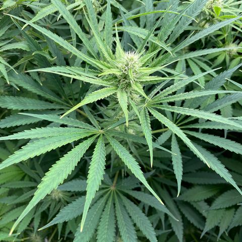 Lifter  growlog photo: Lots of yellow and leaves curling toward sky 