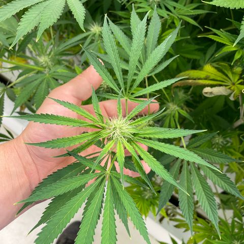 Lifter  growlog photo: Lots of yellow and leaves curling toward sky 