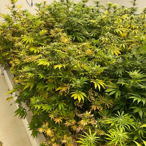 Lifter  growlog photo: Lots of yellow and leaves curling toward sky 