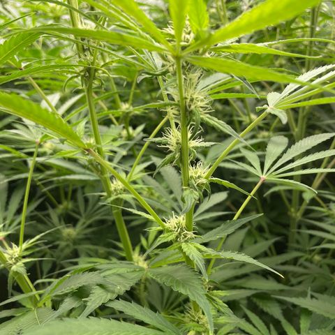 Lifter  growlog photo: Lots of yellow and leaves curling toward sky 