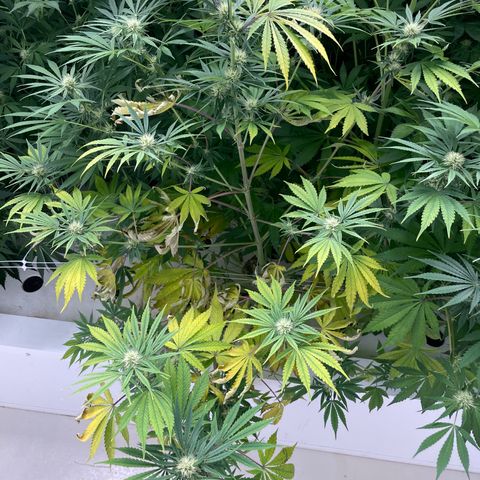 Lifter  growlog photo: Praying hand purple stems 