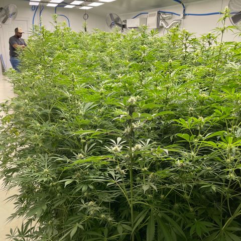 Lifter  growlog photo: Praying hand purple stems 