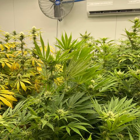 Lifter  growlog photo: Praying hand purple stems 