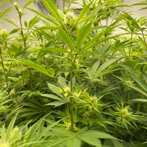 Lifter  growlog photo: Praying hand purple stems 