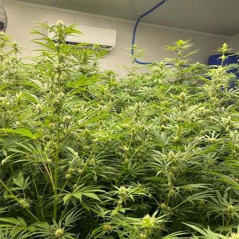 Lifter  growlog photo: Praying hand purple stems 