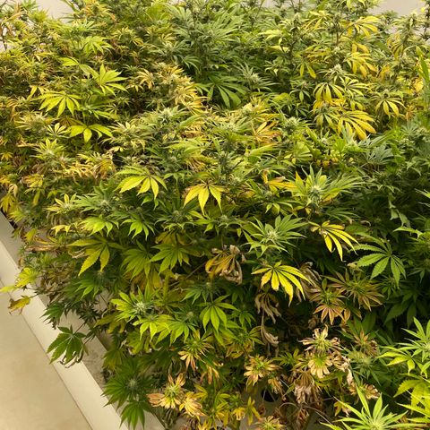 Lifter  growlog photo: Praying hand purple stems 