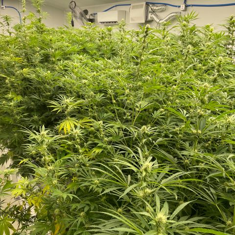Lifter  growlog photo: Praying hand purple stems 