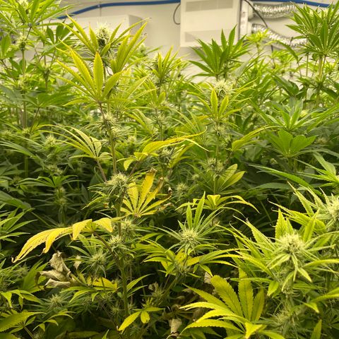 Lifter  growlog photo: Praying hand purple stems 