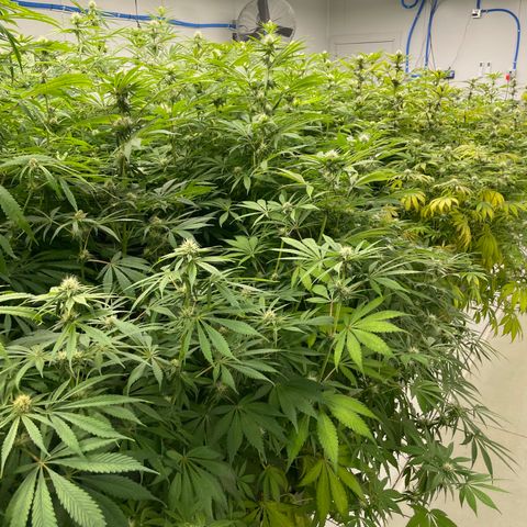 Super sour space candy  growlog photo: Nice buds some sigh of purple leaves and stem sign of stress
