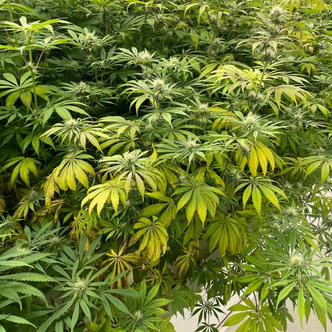 Super sour space candy  growlog photo: Nice buds some sigh of purple leaves and stem sign of stress
