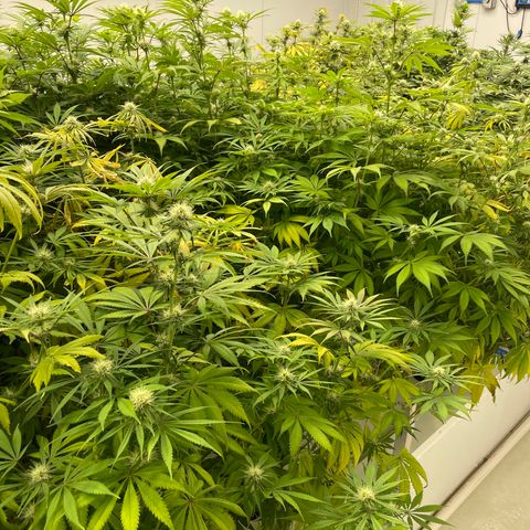 Super sour space candy  growlog photo: Nice buds some sigh of purple leaves and stem sign of stress
