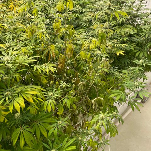 Super sour space candy  growlog photo: Nice buds some sigh of purple leaves and stem sign of stress
