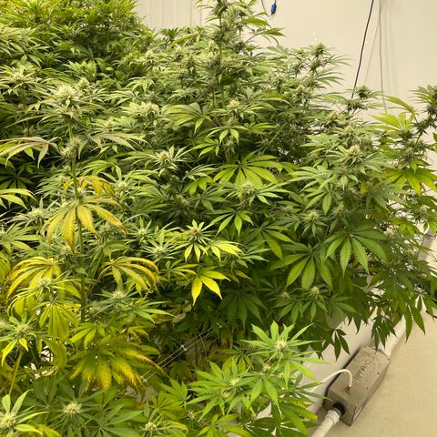 Super sour space candy  growlog photo: Nice buds some sigh of purple leaves and stem sign of stress
