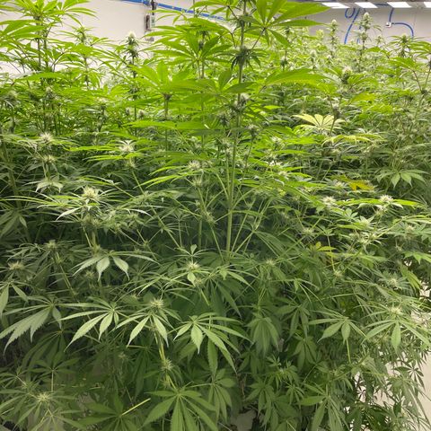 Super sour space candy  growlog photo: Nice buds some sigh of purple leaves and stem sign of stress
