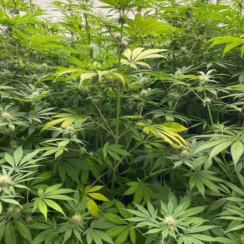 Super sour space candy  growlog photo: Nice buds some sigh of purple leaves and stem sign of stress
