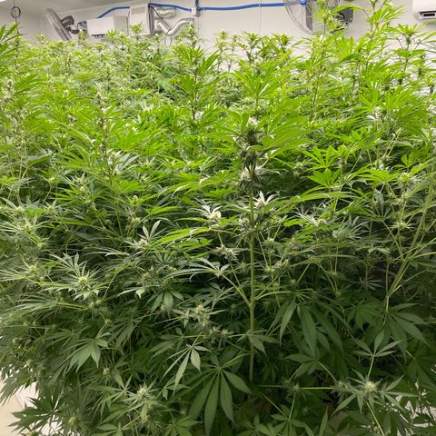 Lifter  growlog timeline photo