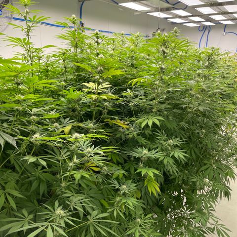Super sour space candy  growlog timeline photo